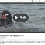 NHK　ダーウィンが来た！
