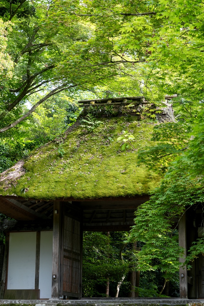 京都、法然寺の青紅葉