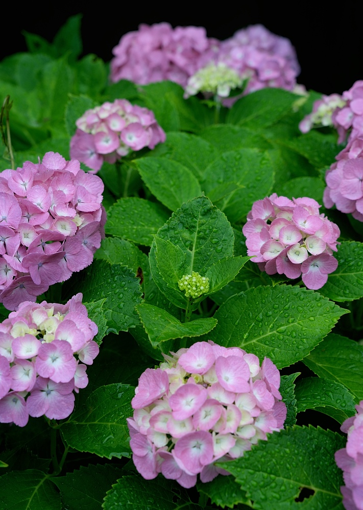 逗子と鎌倉の紫陽花