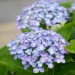 逗子と鎌倉の紫陽花