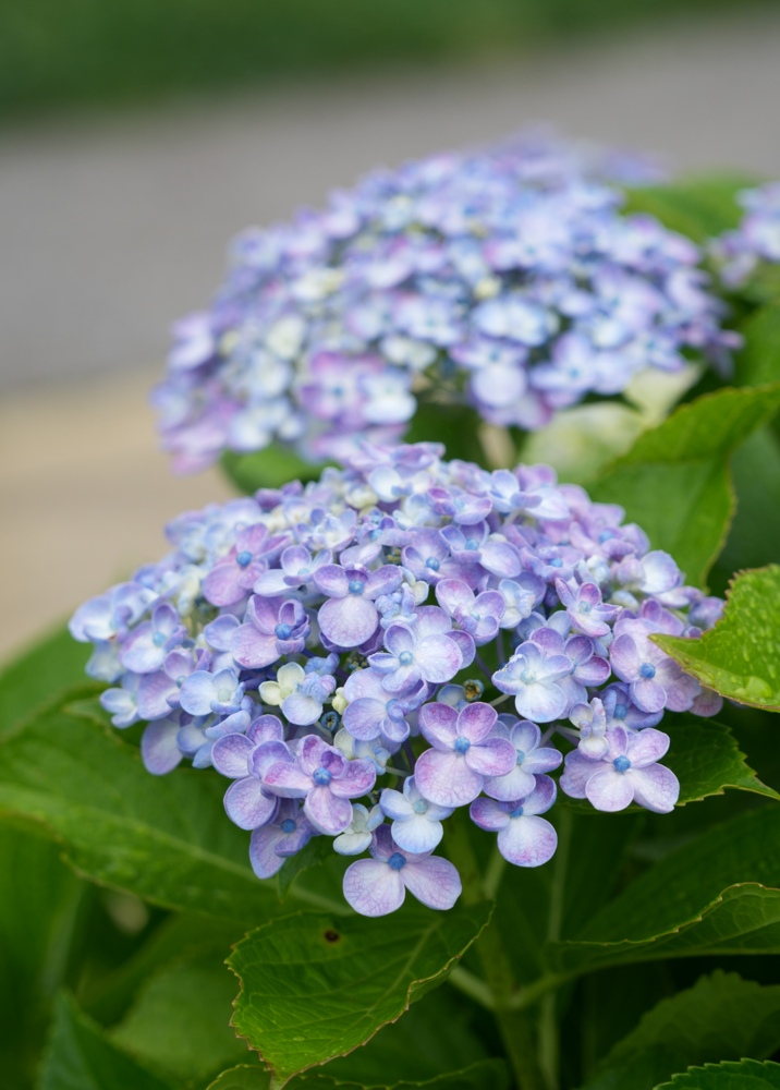 逗子と鎌倉の紫陽花