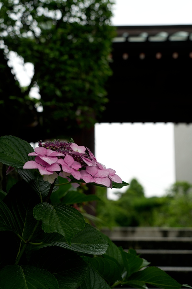 鎌倉の紫陽花