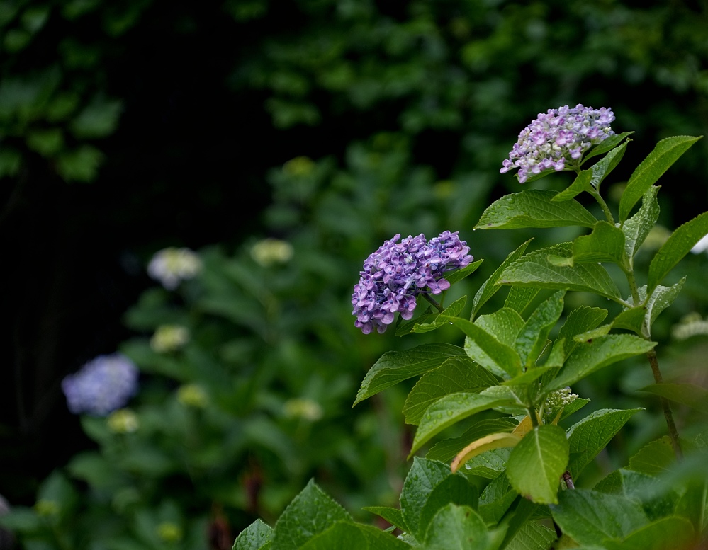 逗子と鎌倉の紫陽花