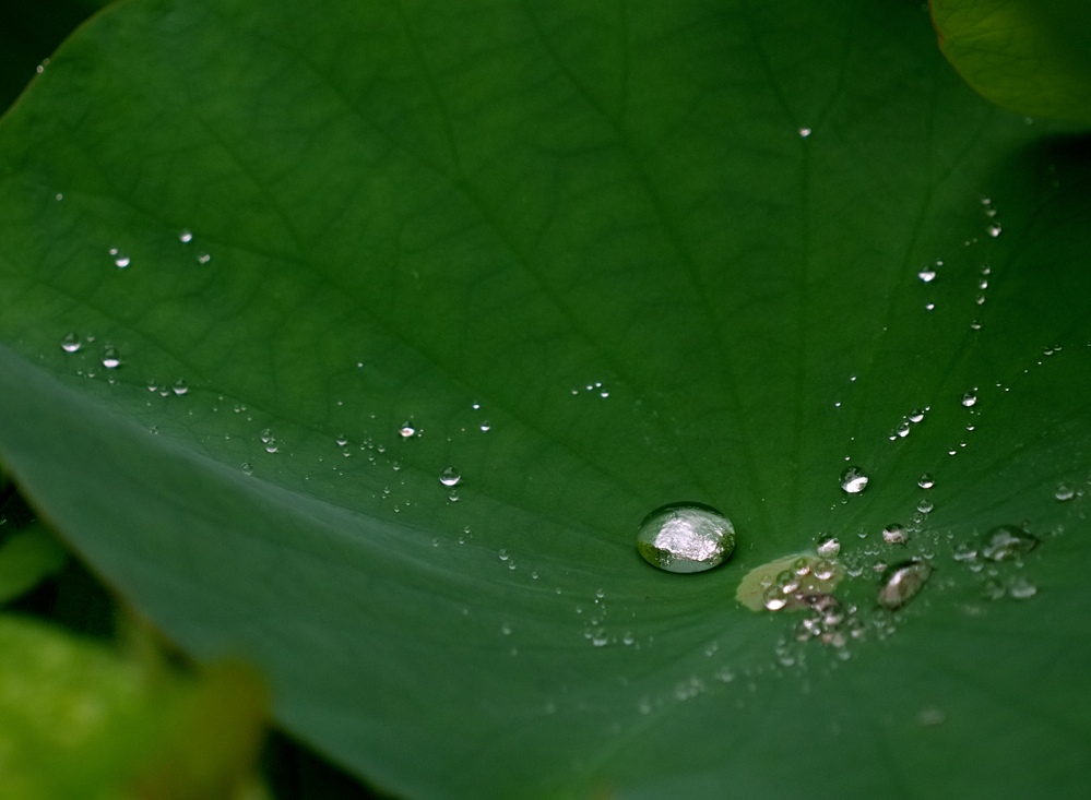 蓮の花に水滴