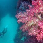 西伊豆 浮島でダイビングツアー でソフトコーラル