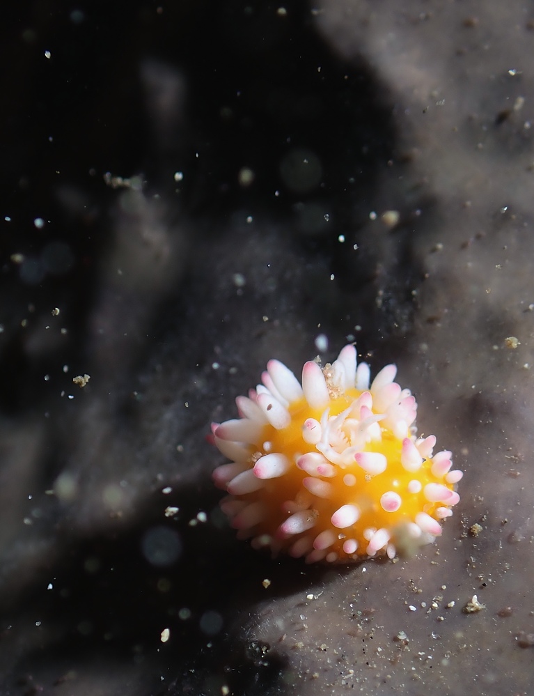 西伊豆 浮島でダイビングツアー でイガグリウミウシ