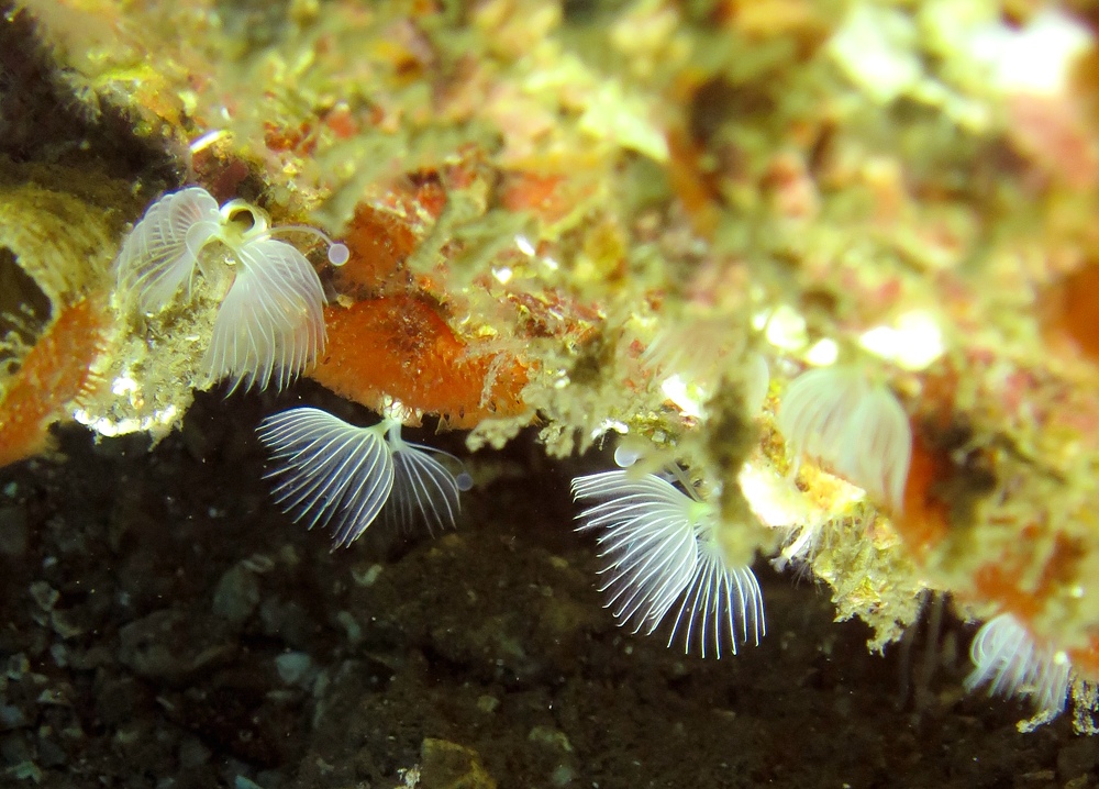 ディープダイビング講習 沼津 獅子浜 PADI フウセンカンザシゴカイ