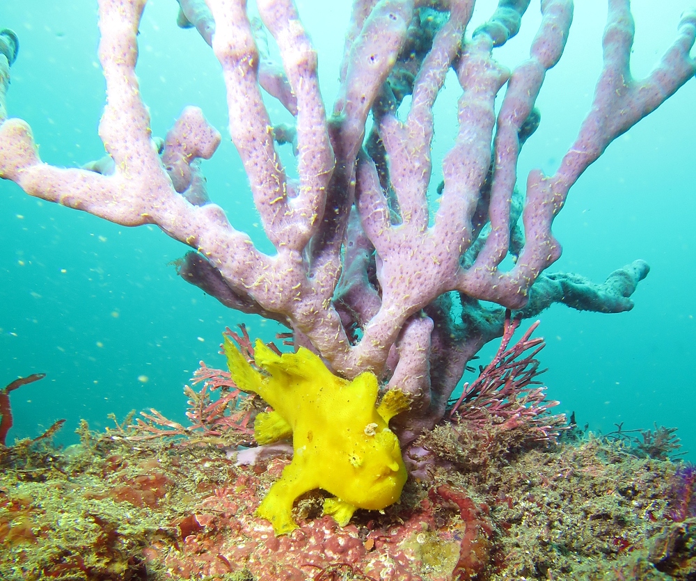 PADI ダイビングライセンス取得講習 神奈川