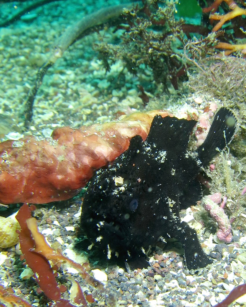 PADI ダイビングライセンス取得講習 神奈川