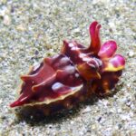 安良里　ハナイカ　ヒレナガネジリンボウ　カミソリウオ　ダイビング　ハナオコゼ