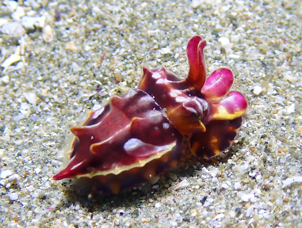 安良里 ハナイカ ヒレナガネジリンボウ カミソリウオ ダイビング ハナオコゼ