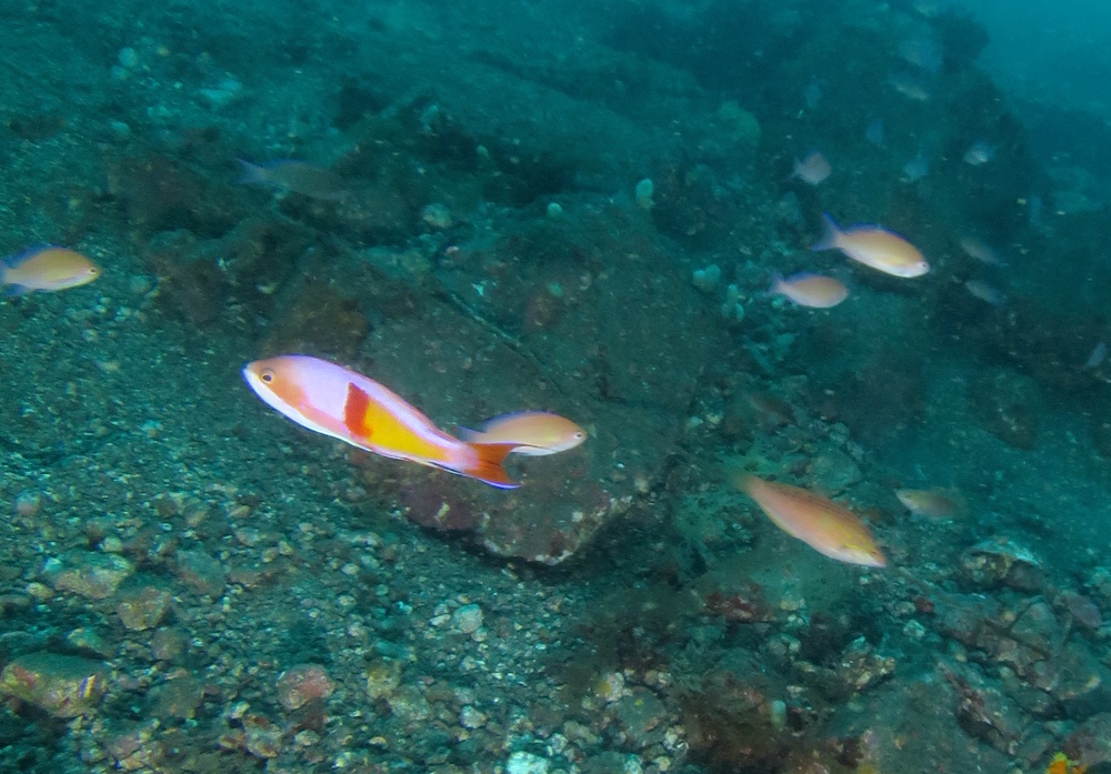 アカオビハナダイ 婚姻色 ディープダイビング講習 沼津 獅子浜 PADI