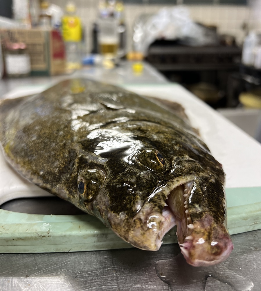 ヒラメ 刺身 さばく