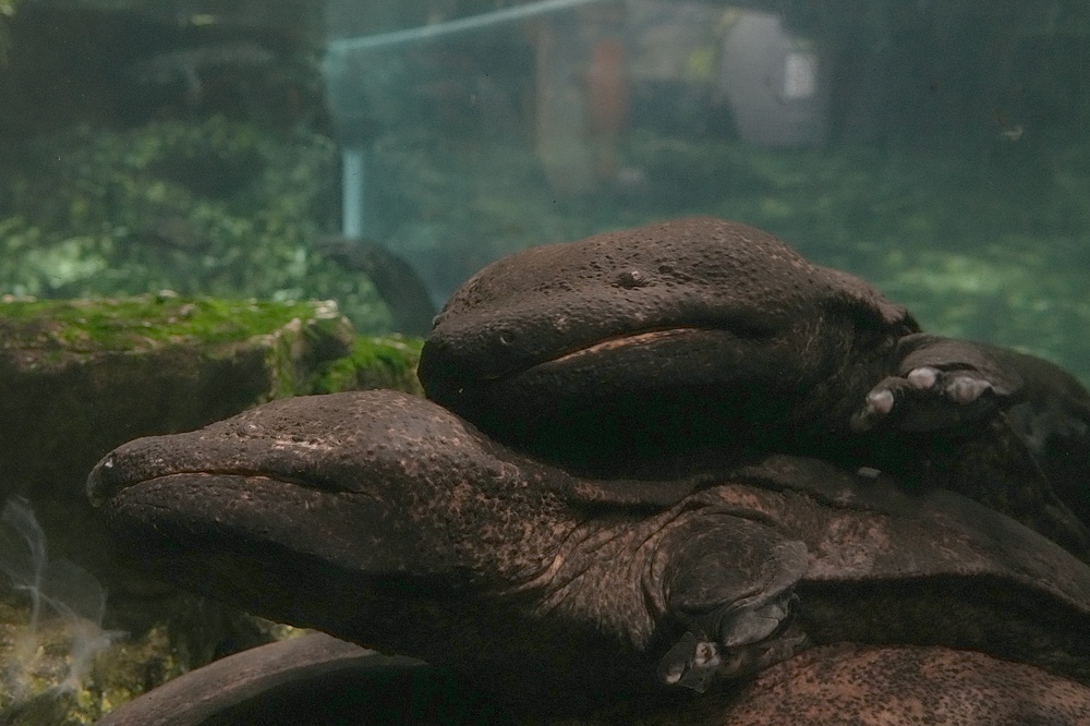 京都水族館 オオサンショウウオ
