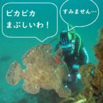 オオモンカエルアンコウ　福浦ビーチ　神奈川ダイビング
