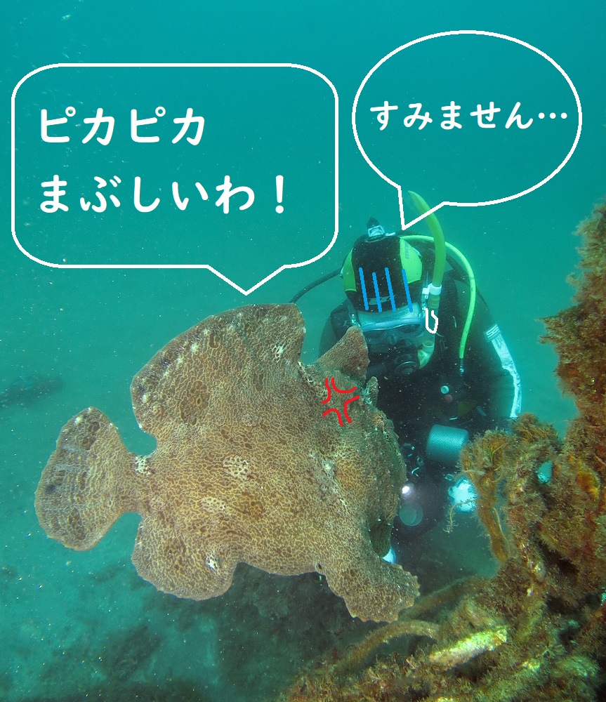 オオモンカエルアンコウ 福浦ビーチ 神奈川ダイビング