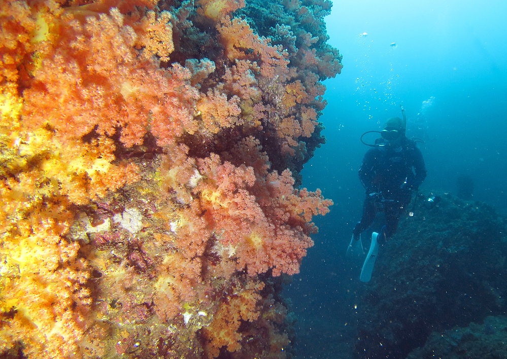 熱海沈船　ダイビング　日帰り　伊豆　神奈川　PADI　AOW