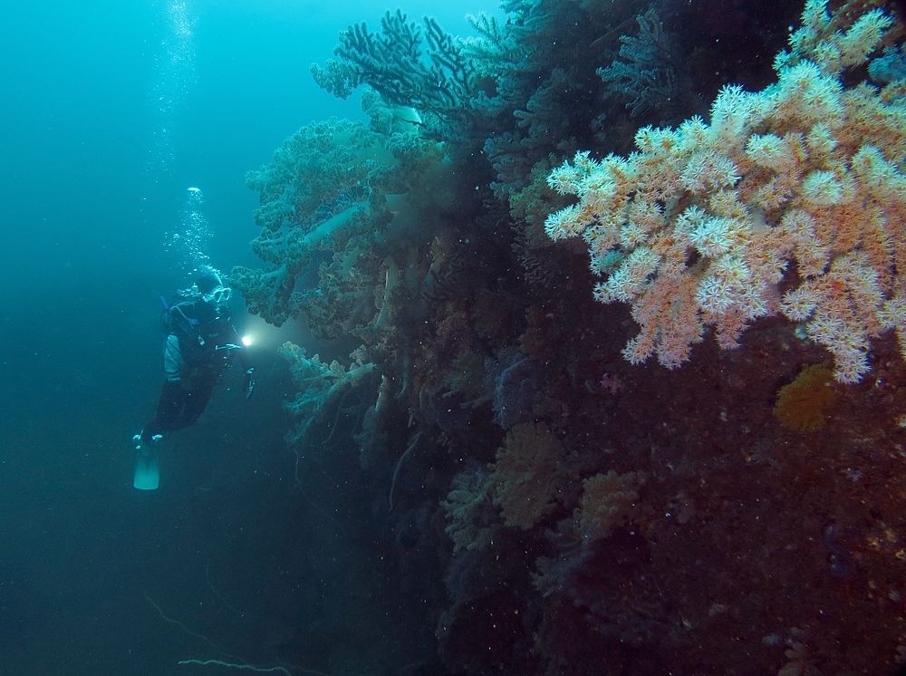 熱海沈船　ダイビング　日帰り　伊豆　神奈川　PADI　AOW