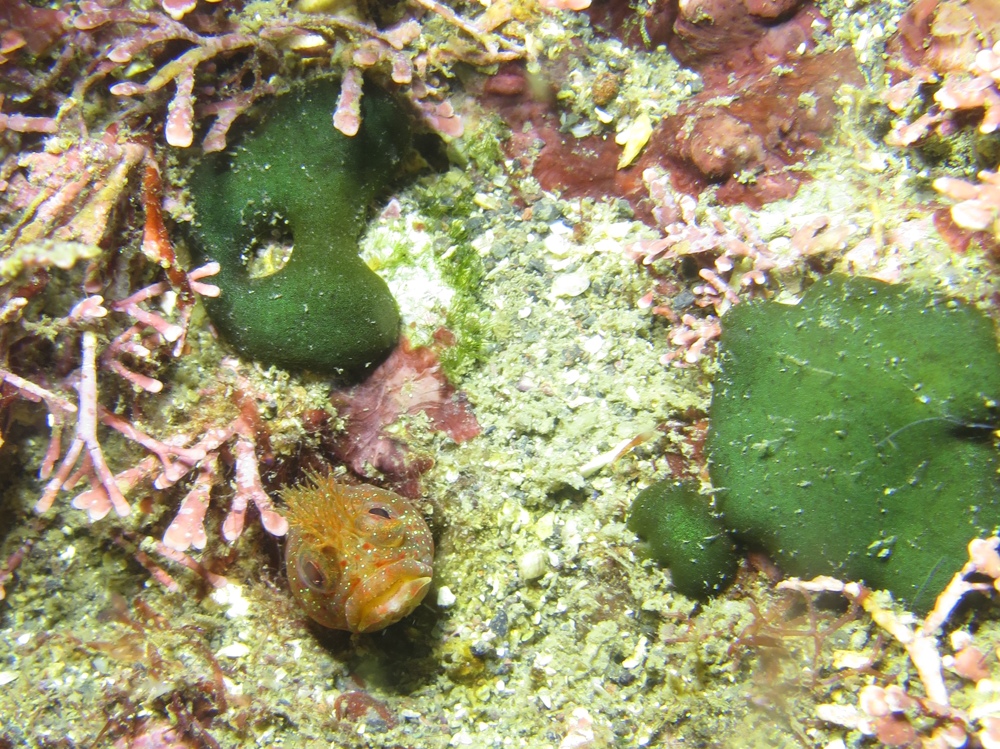 江之浦　ダイビング　水中スクーター　水中ドラえもん　カエルアンコウ　カミソリウオ