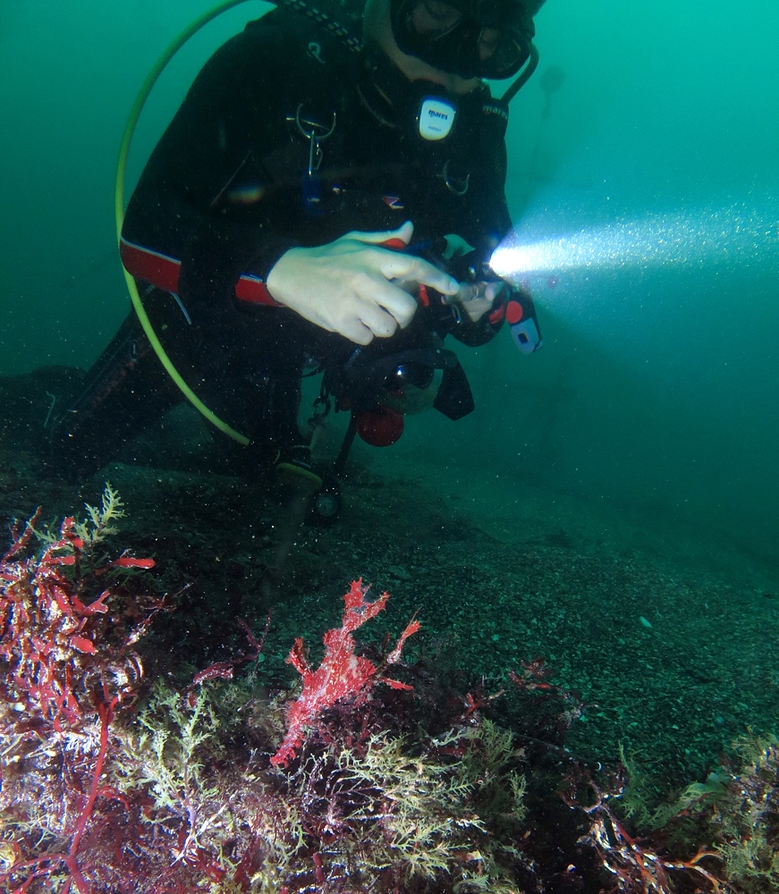 江之浦　ダイビング　水中スクーター　水中ドラえもん　カエルアンコウ　カミソリウオ