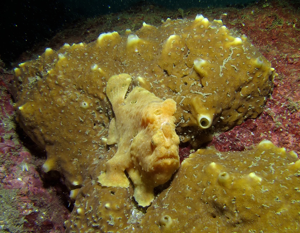 江之浦　ダイビング　水中スクーター　水中ドラえもん　カエルアンコウ　カミソリウオ