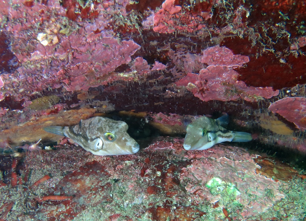 江之浦　ダイビング　水中スクーター　水中ドラえもん　カエルアンコウ　カミソリウオ
