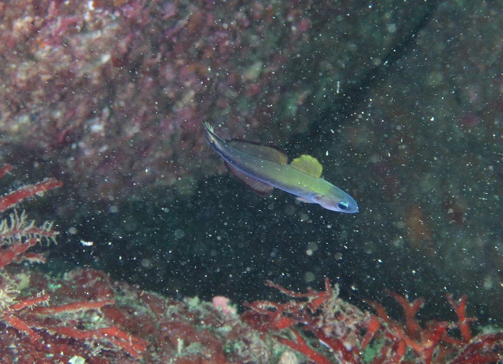 江之浦　ダイビング　水中スクーター　水中ドラえもん　カエルアンコウ　カミソリウオ