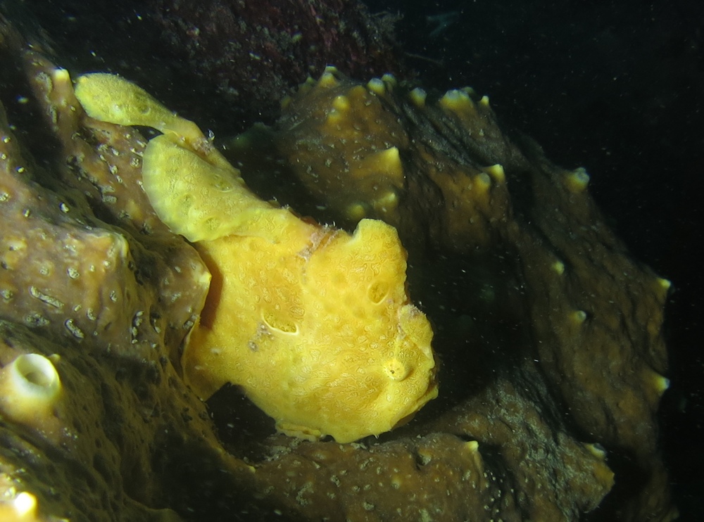 江之浦　ダイビング　カエルアンコウ　中性浮力