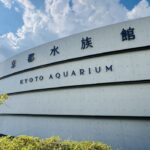 京都水族館　オオサンショウウオ