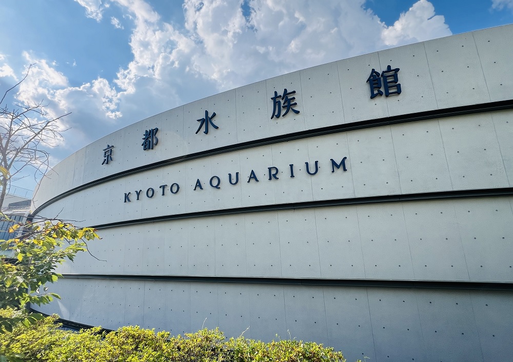 京都水族館 オオサンショウウオ