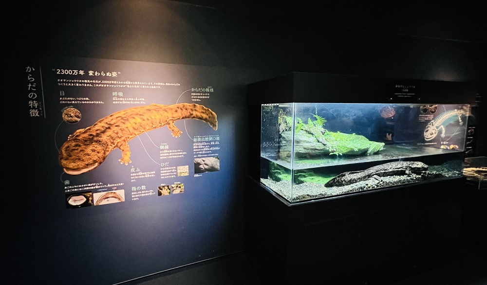 京都水族館 オオサンショウウオ