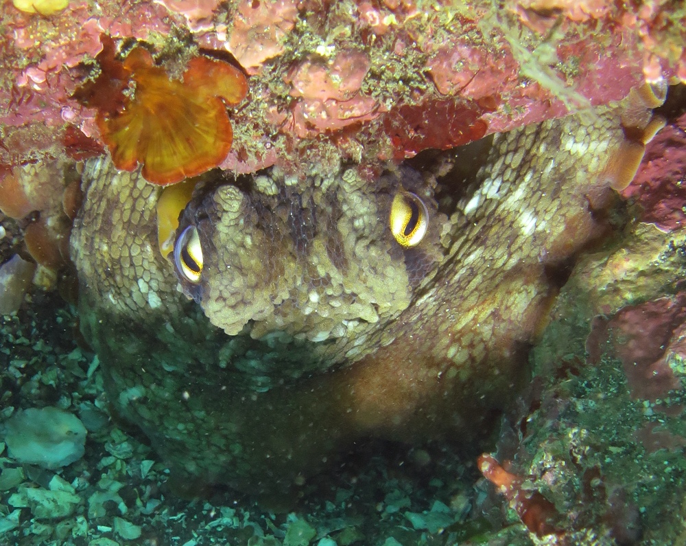 江之浦　ダイビング　カエルアンコウ　中性浮力