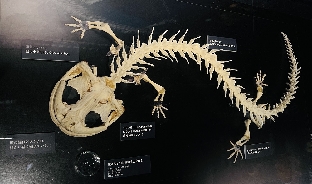 京都水族館 オオサンショウウオ