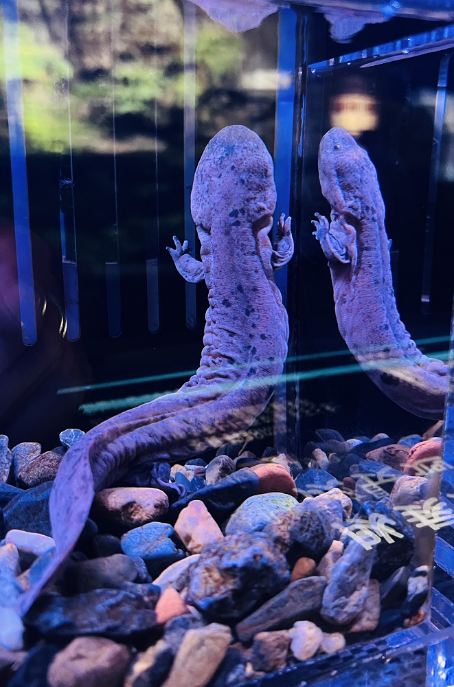 京都水族館 オオサンショウウオ