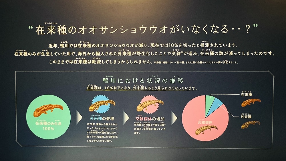 京都水族館 オオサンショウウオ