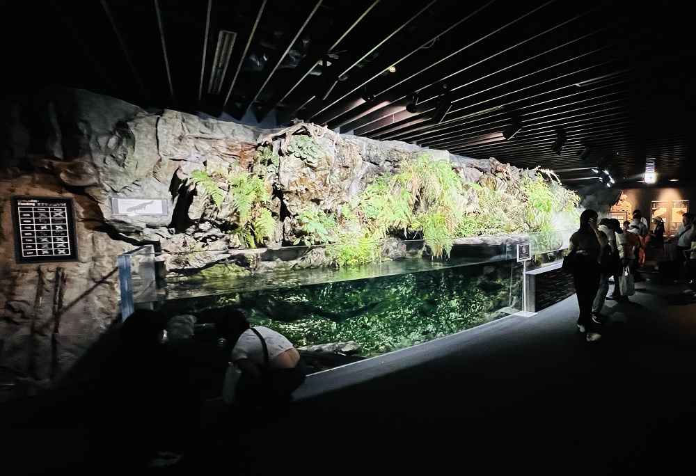 京都水族館 オオサンショウウオ