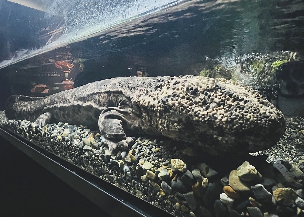 京都水族館 オオサンショウウオ