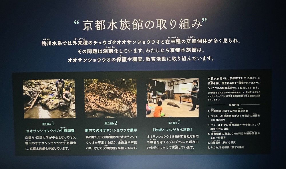 京都水族館 オオサンショウウオ