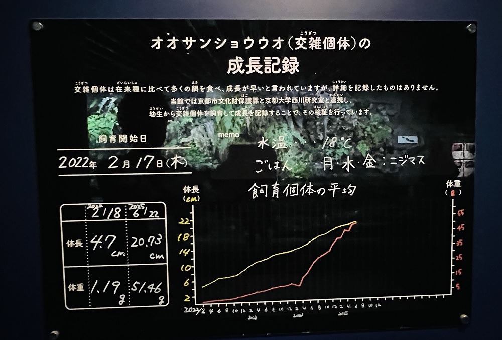 京都水族館 オオサンショウウオ