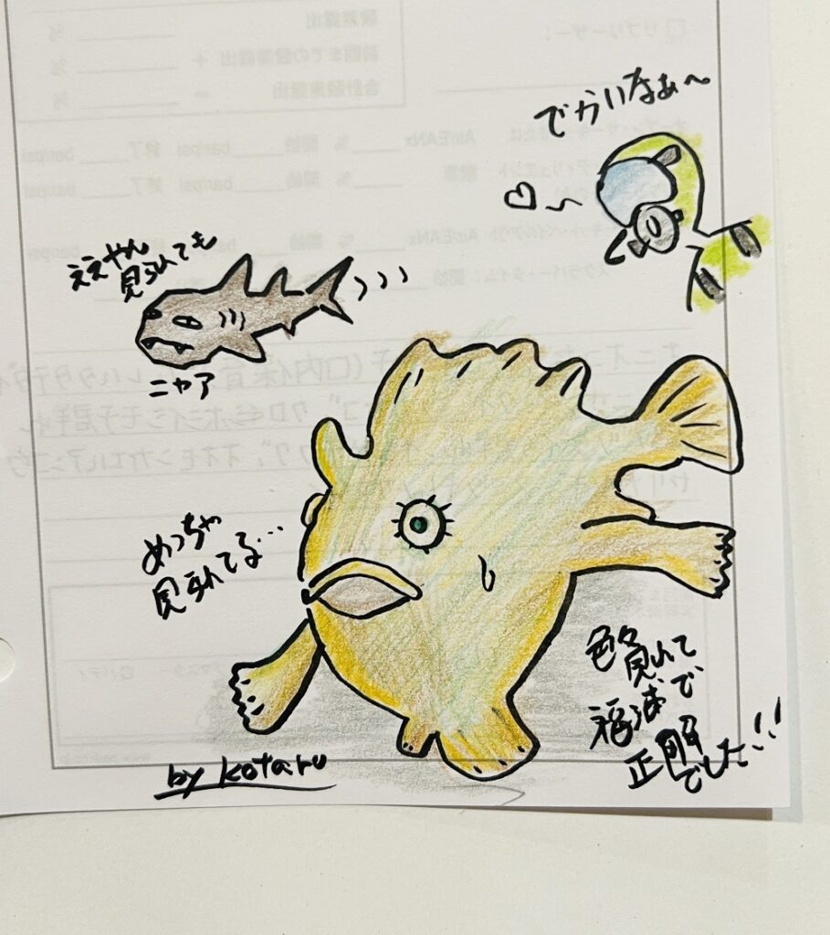 オオモンカエルアンコウ　福浦ビーチ　神奈川ダイビング
