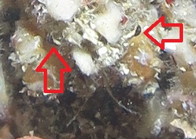 モクズショイ　カニ　甲殻類