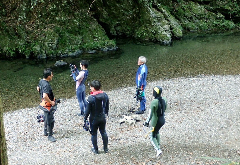 京都　鴨川　オオサンショウウオ　チュウゴクオオサンショウウオ　交雑種　ダイビング