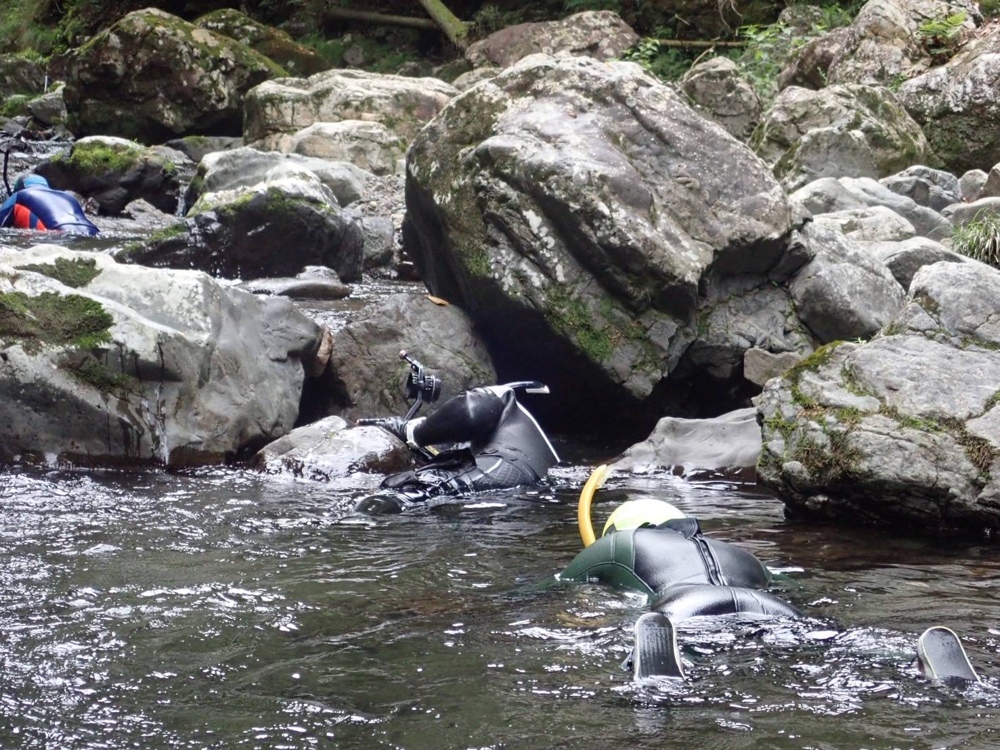京都　鴨川　オオサンショウウオ　チュウゴクオオサンショウウオ　交雑種　ダイビング