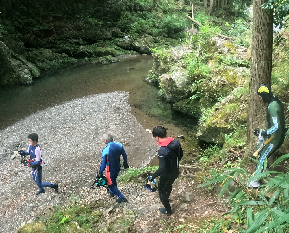 京都　鴨川　オオサンショウウオ　チュウゴクオオサンショウウオ　交雑種　ダイビング