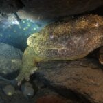 京都　鴨川　オオサンショウウオ　チュウゴクオオサンショウウオ　交雑種　ダイビング
