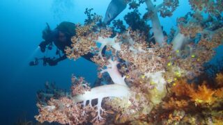 海松　深海松　ブラックコーラル 海松 | 北川与三兵衛商店