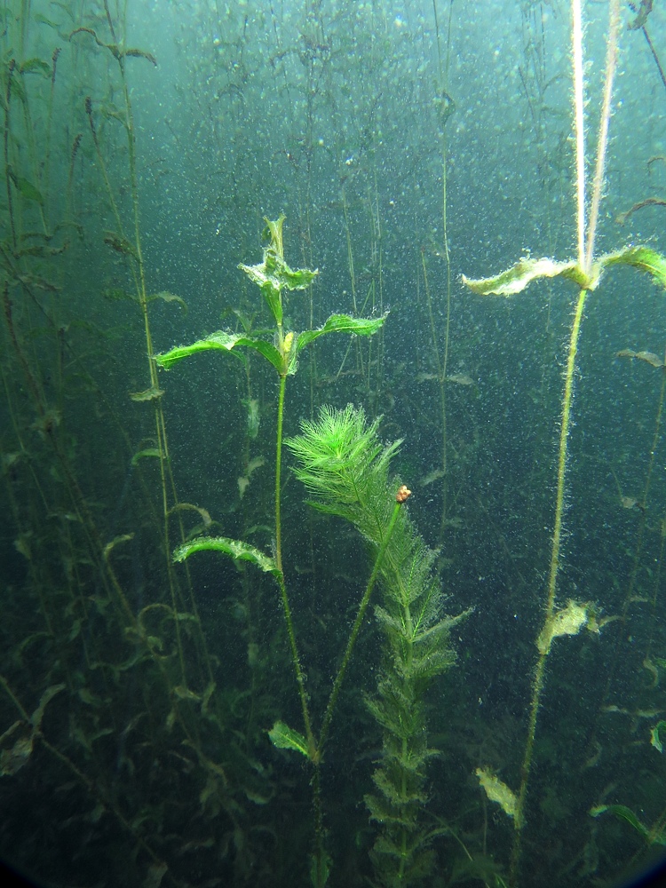 京都ダイビングツアー　琵琶湖ダイビング　水草　ブラックバス　ブルーギル