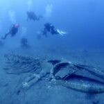 千葉　坂田　ダイビング　クジラの骨