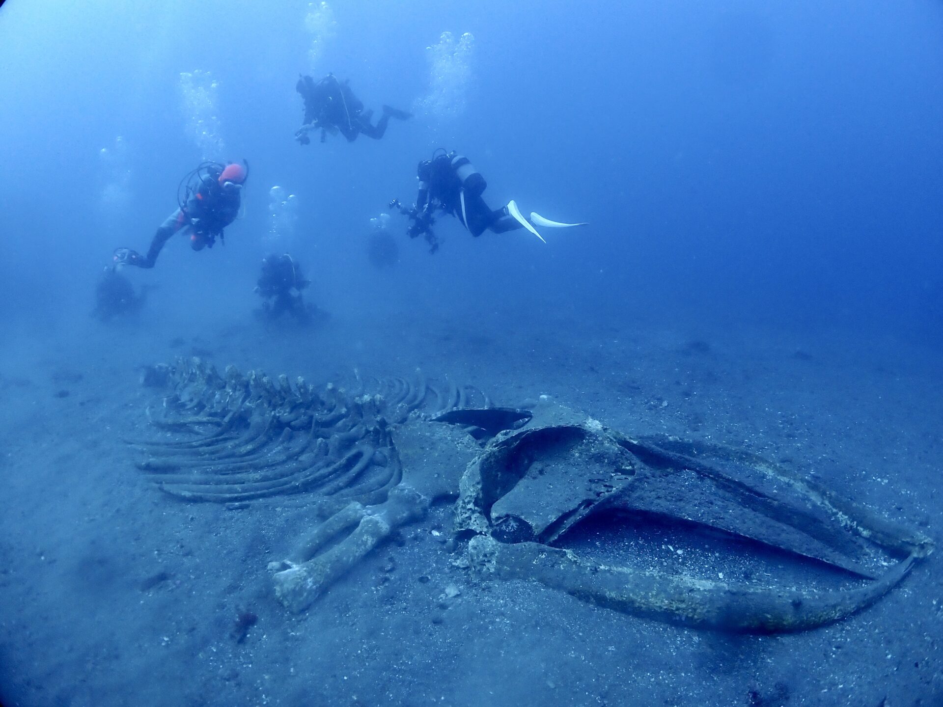 千葉 坂田 ダイビング クジラの骨