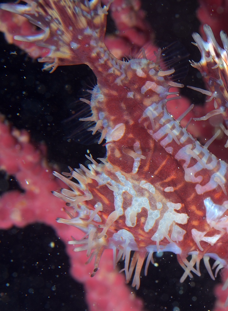 井田 ダイビング 伊豆 ニシキフウライウオ